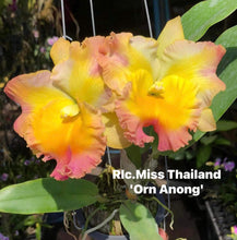 Load image into Gallery viewer, 100 x Cattleya clones plugs 10 varieties
