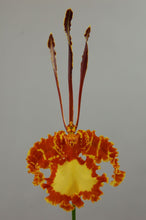 Load image into Gallery viewer, Psychopsis Mariposa ( Pyp. Papillon x Kahili )in spike

