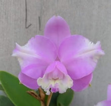Load image into Gallery viewer, Cattleya Loddigesii rubra x trilabelo
