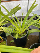 Load image into Gallery viewer, Paphiopedilum rothschildianum x sib .
