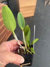 Load image into Gallery viewer, C . Penny Kuroda x Slc . Katherine Clarkson , Anazing Mini Cattleya
