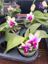 Load image into Gallery viewer, Phalaenopsis bellina x sib
