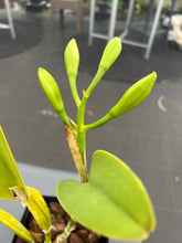 Load image into Gallery viewer, Cattleya (C.) white eagle ‘Eagle King ‘ recent division in spike
