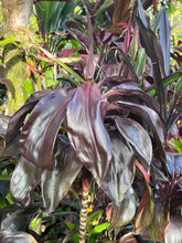 Load image into Gallery viewer, Cordyline terminalis ‘ Black Pride ‘
