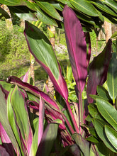 Load image into Gallery viewer, Cordyline terminalis ‘Darlene’s large purple’

