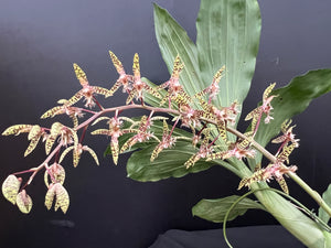 Ctsm . gladiatorium x semicirculatum