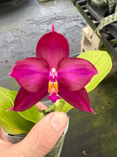 Load image into Gallery viewer, Phalaenopsis ( ChienLung Red King x Yangon Super Jaguar) x ( Yaohon super Jaguar x Samera ), one of a kind seedling
