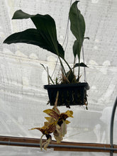 Load image into Gallery viewer, Stanhopea Bird of Prey

