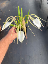 Load image into Gallery viewer, Brassavola nodosa ‘Shogun ‘s Titan ‘ AM x sib . ‘Titan ‘s sister ‘, seedlings of incredible quality , awards are in the horizon
