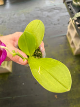 Load image into Gallery viewer, Phalaenopsis ( ChienLung Red King x Yangon Super Jaguar) x ( Yaohon super Jaguar x Samera ), one of a kind seedling
