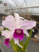 Load image into Gallery viewer, Cattleya purpurata flamea  double spike
