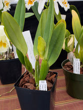 Load image into Gallery viewer, Cattleya (C.) percivaliana ‘Summit ‘ FCC , original divisions in sheath with buds .
