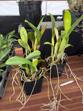 Load image into Gallery viewer, Rlc . Siam Paradise x Rlc . Ports of Paradise , seedlings in sheath with buds !
