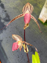 Load image into Gallery viewer, A8-Paph . Lady Isobel SH1741
