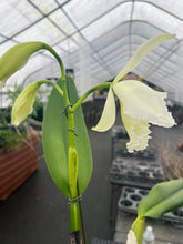Load image into Gallery viewer, Cattleya (C.) jenmanii alba x sib in spike with three flowers
