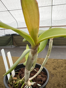 502- C . Intermedia coerulea x sib . ‘Aranbeem ‘