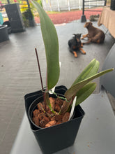 Load image into Gallery viewer, Cattleya labiata rubra ‘Itabacu ‘ x ‘Borboleta’
