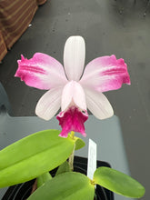 Load image into Gallery viewer, Cattleya intermedia vinicolor trilabelo x self , seedling incredible shape

