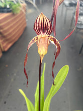 Load image into Gallery viewer, Paphiopedilum Yang Yi Apple x Lady Isabel , seedling #2
