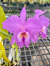 Load image into Gallery viewer, C. Labiata purpúrea striata ‘Finesse’, original division in spike
