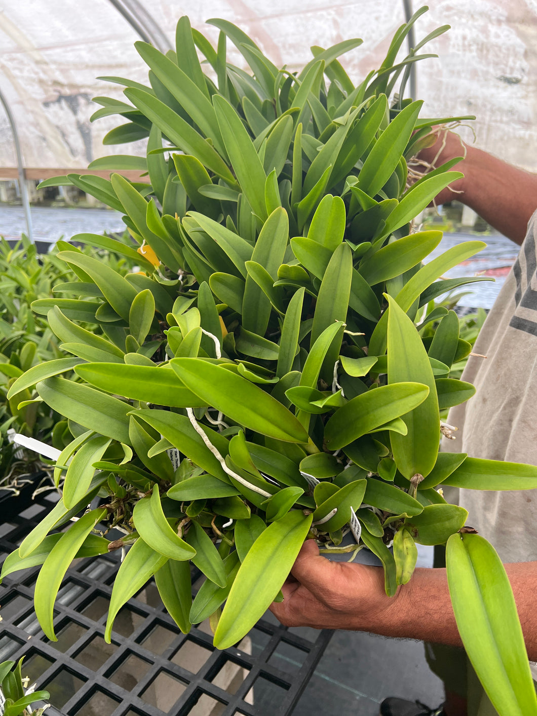 Rlc . Hey Song ‘Siam Thunder ‘ , plug tray 72