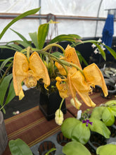 Load image into Gallery viewer, Coryanthes elegantinum x sib . In spike full

