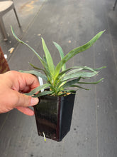 Load image into Gallery viewer, Angraecum Lai ‘s Star , mature blooming size plants
