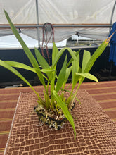 Load image into Gallery viewer, Coryanthes elegantinum 3 spikes
