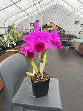Load image into Gallery viewer, Rlc . Amy Wakasugi x Rlc . Red Glen ‘Eureka’, seedling in spike WOW !
