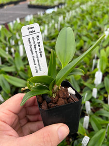 Rlc . Star of Siam, starter plant
