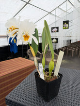 Load image into Gallery viewer, Cattleya (C.) percivaliana alba ‘White Princess’ , division mature in spike , rare

