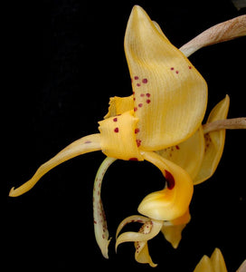 Stanhopea Bird of Prey - beautiful baskets