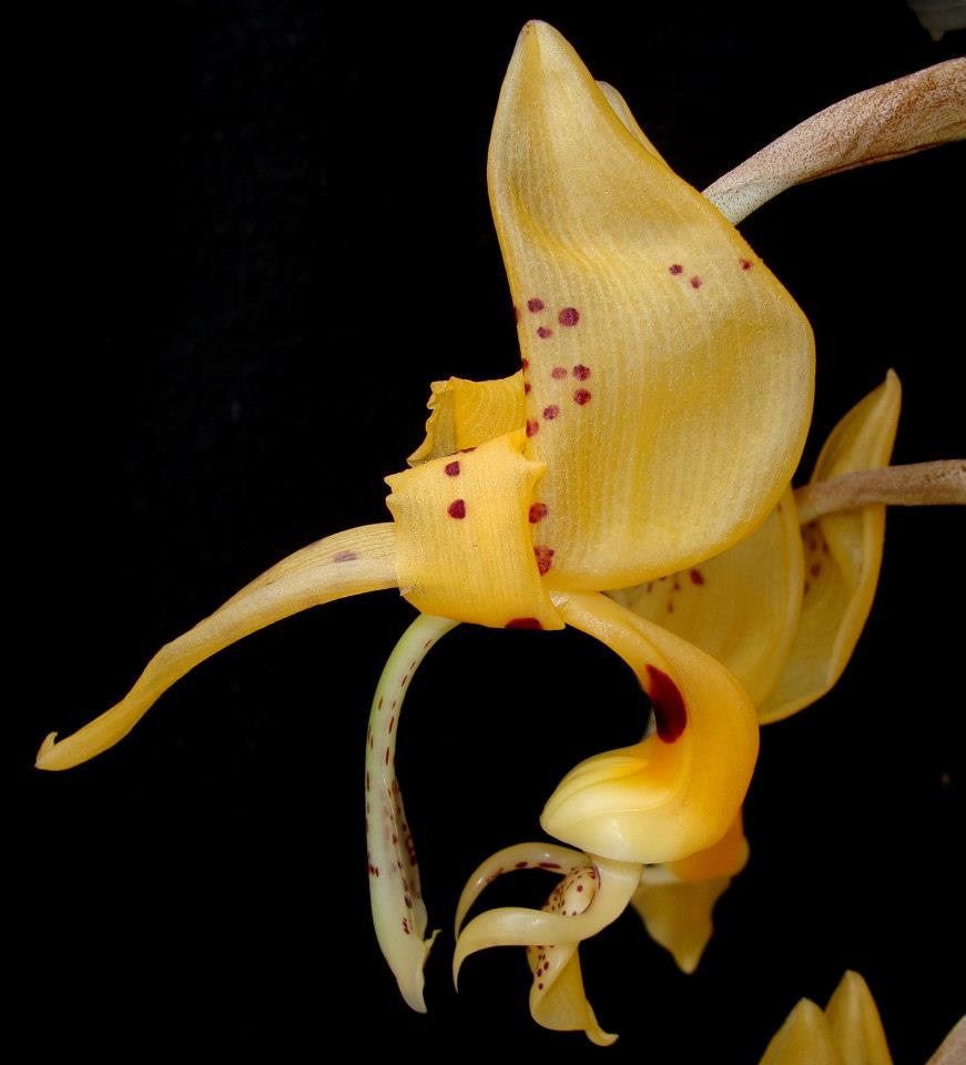 Stanhopea Bird of Prey - beautiful baskets