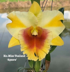 Orchid flask: Rlc . Miss Thailand ‘Apasra’