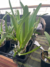 Load image into Gallery viewer, Cattleya purpurata var . carnea , blooming size seedlings large plants
