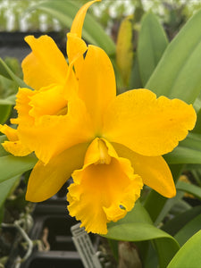 ‘Gold invasion ‘-3x yellow gold clones