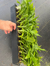 Load image into Gallery viewer, Cycnoches herrenhusanum x Cycnoches cooperi , plugtrays
