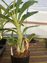 Load image into Gallery viewer, Ctsm . Black Jade ‘Jem’ x expansum , triple spike
