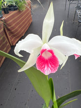 Load image into Gallery viewer, Cattleya (C.) purpurata fma carnea ‘ Red Robin ‘ , select red lip
