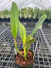 Load image into Gallery viewer, Rlc . Hawaiian Effect ‘Dale Kimmerle ‘ HCC Original  division
