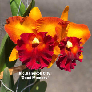 Rlc.  Bangkok City ‘ Good  memory ‘