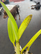 Load image into Gallery viewer, Cattleya warscewiczii coerulea
