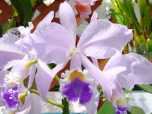Load image into Gallery viewer, C. warneri ‘DoSuzuki ‘ x self , only few and very rare
