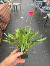 Load image into Gallery viewer, Masdevallia Cheryl Shohan’The Babe ‘ AM , divisions
