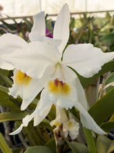 Load image into Gallery viewer, Cattleya Labiata s/a Shogun ‘s waterfall Lip ‘AM and CCM , original div virus free

