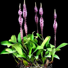 Load image into Gallery viewer, Bulbophyllum purpureorhachis seedlings grown from flask , 3” pots now
