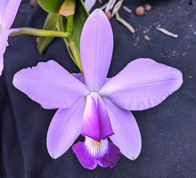 Load image into Gallery viewer, C. violacea coerulea x sib . , excellent flowers
