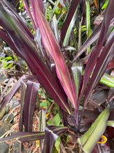 Load image into Gallery viewer, Cordyline  Lavender King
