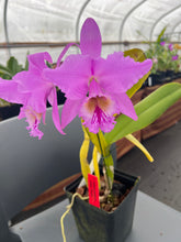 Load image into Gallery viewer, C. Labiata purpúrea striata ‘Finesse’, original division in spike
