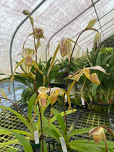 Load image into Gallery viewer, MSH870 Paphiopedilum Stone Temple( stonei x Temptation)
